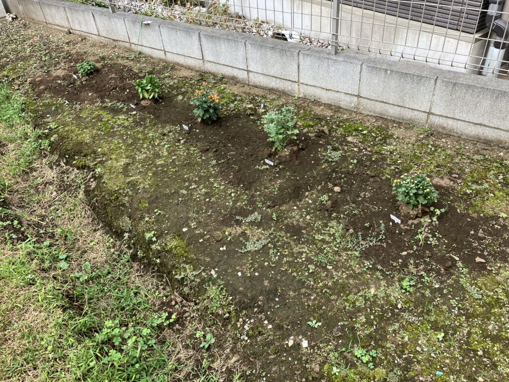 キクを植えたよ