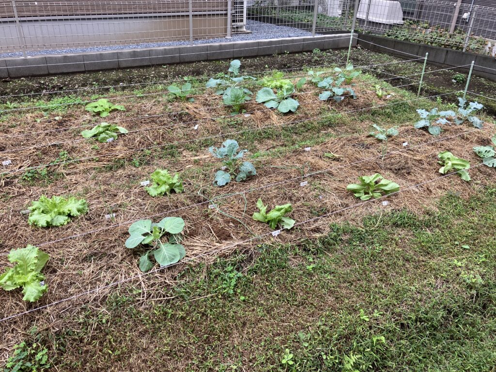 ９月の秋冬野菜