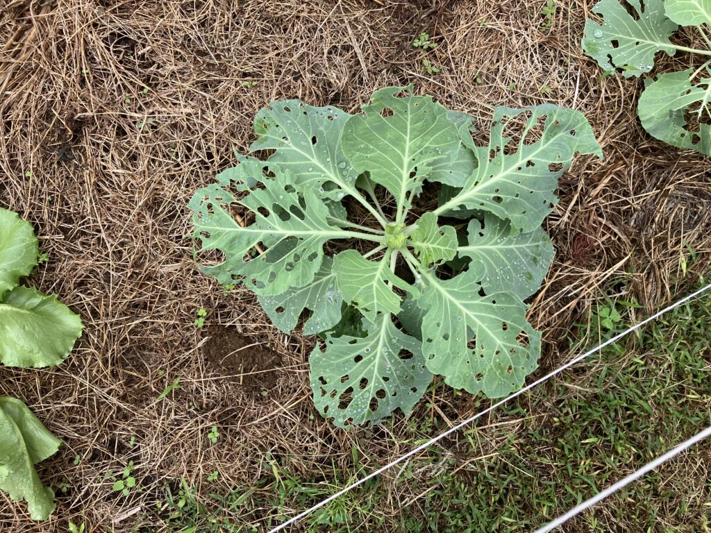 キャベツが集中的にやられる