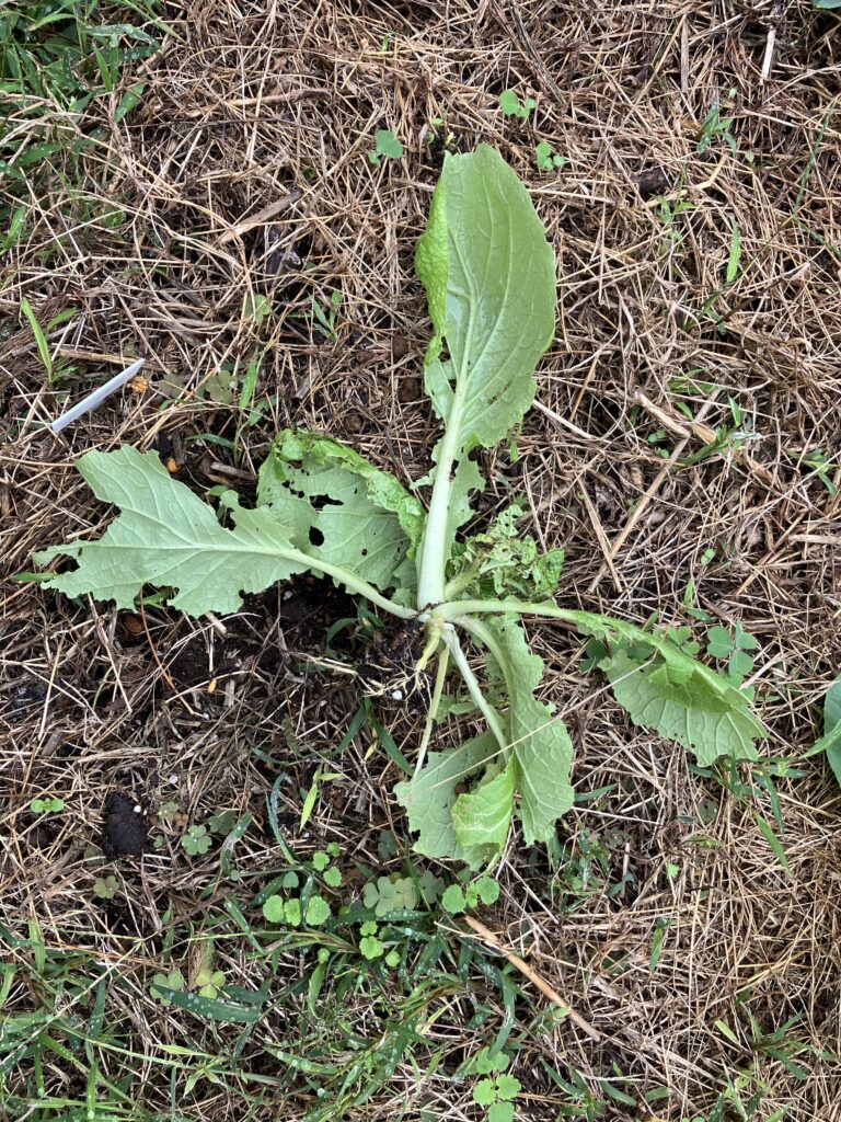 白菜も無惨なことに