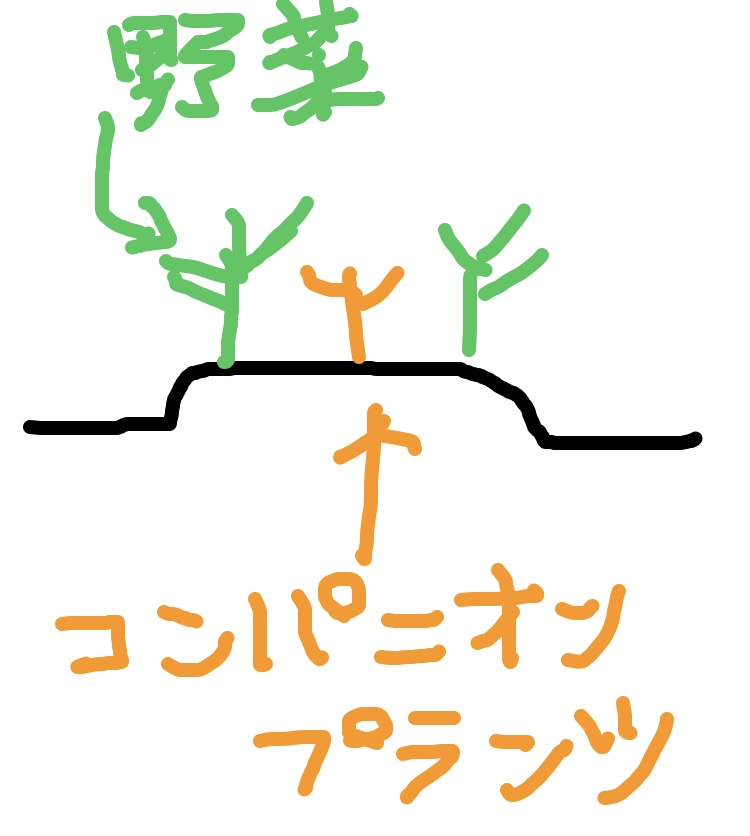 コンパニオンプランツ断面