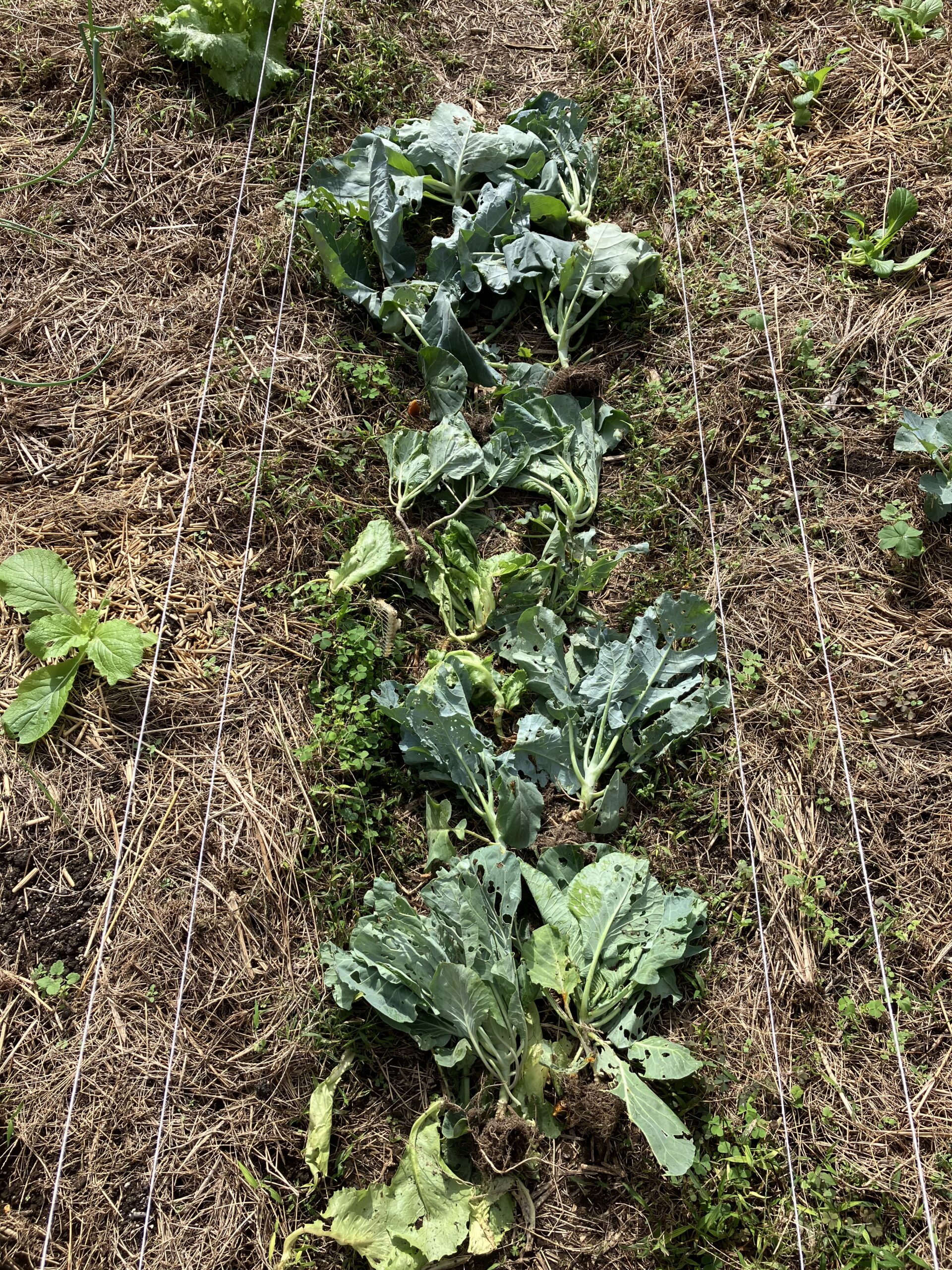 お袋に引き抜かれた野菜