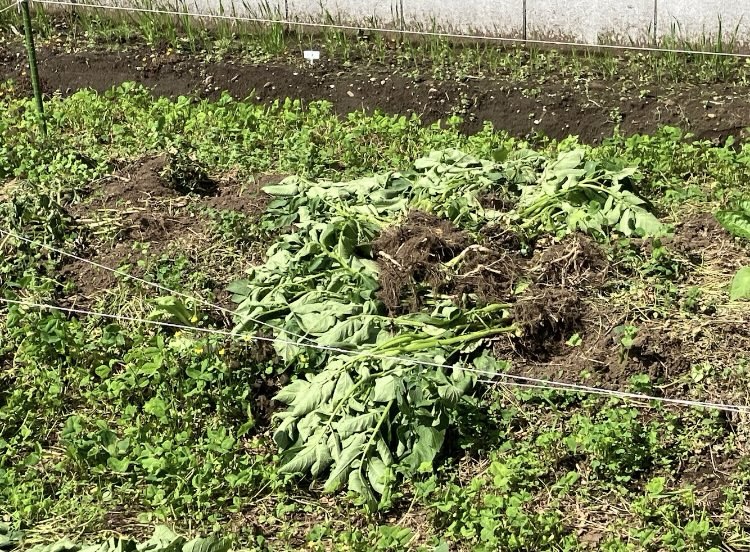 自然農法の家庭菜園やめた