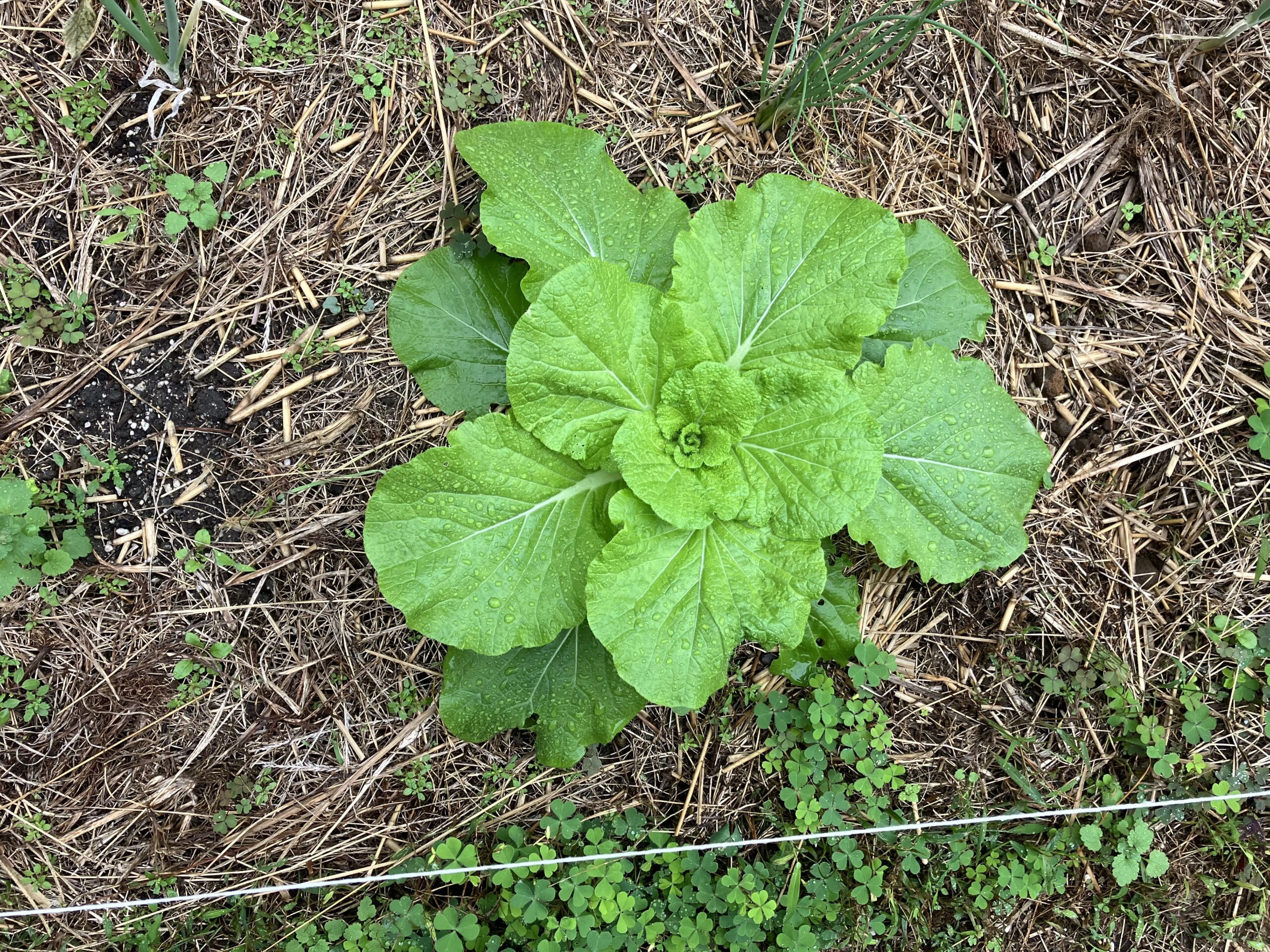 勢いのある白菜