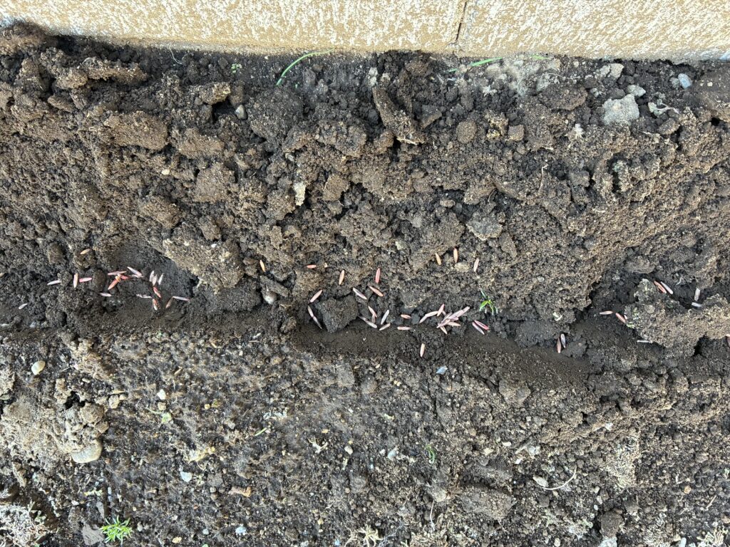 境界ブロック際にエン麦2