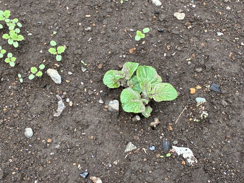 ジャガイモの芽