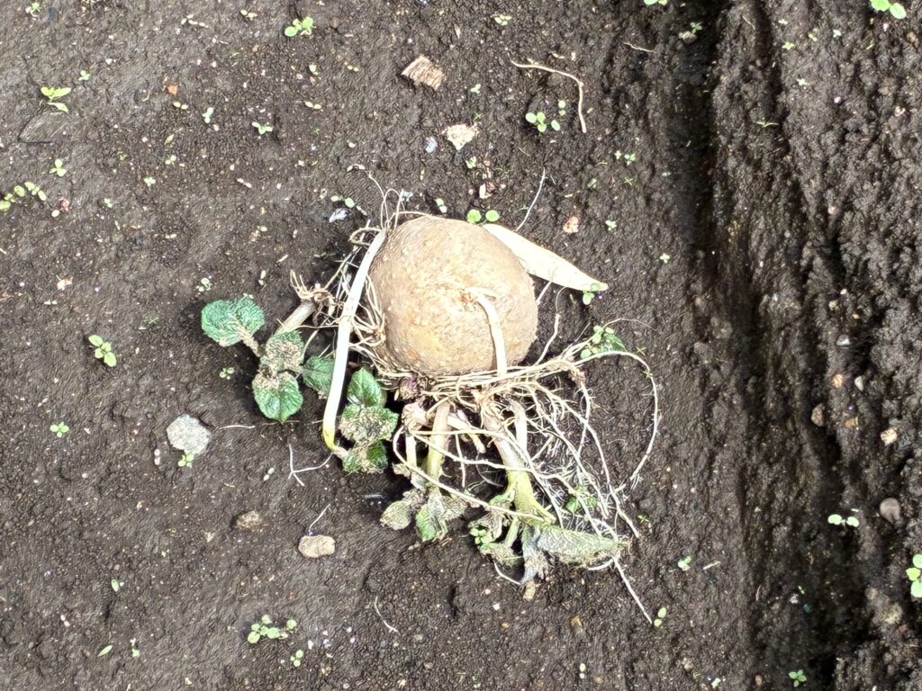 掘り起こされて捨てられた種イモ