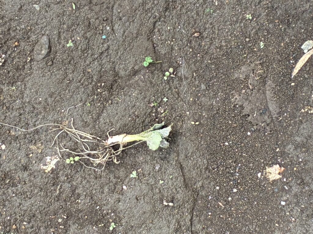 抜かれてしまった芽