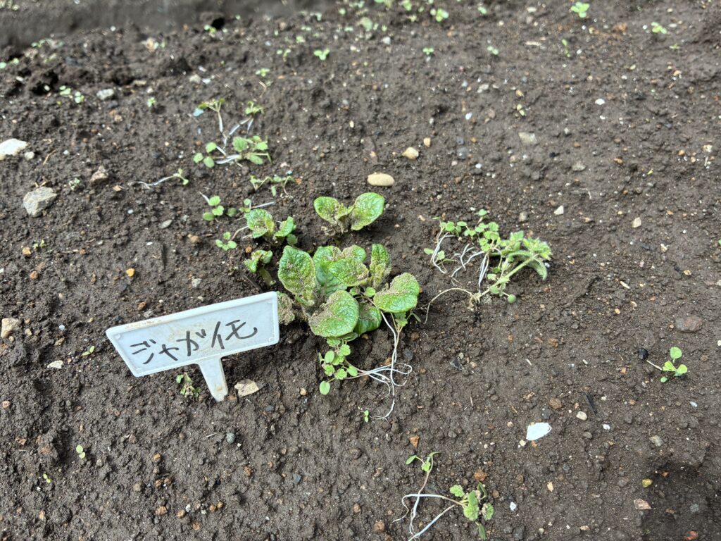 ダメモトで札を立てた