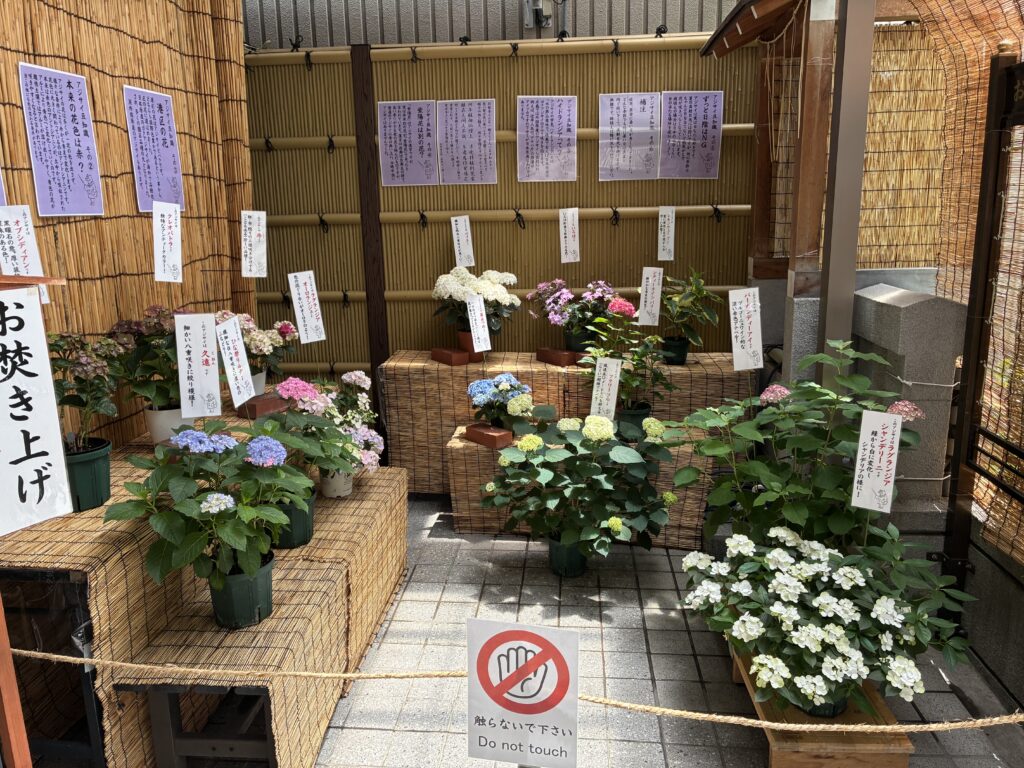 たくさんの種類のアジサイ