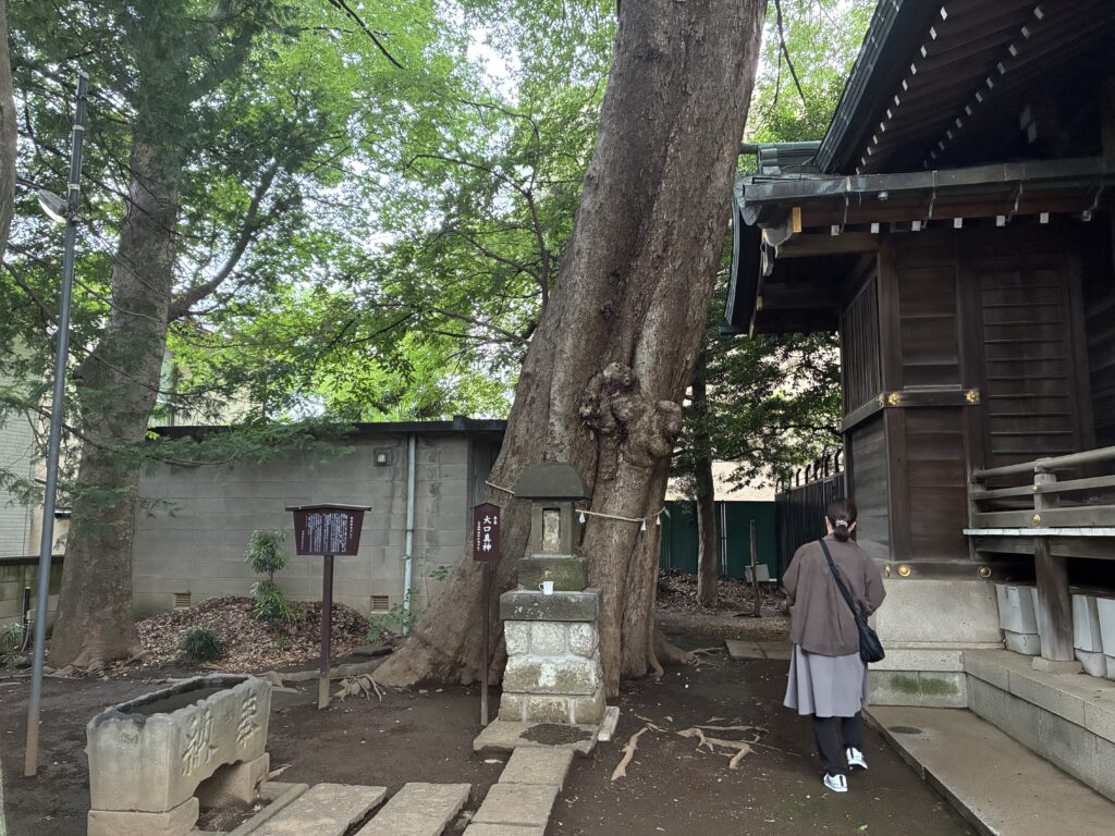 御神木