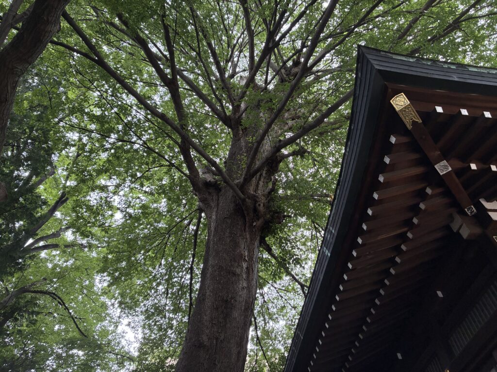 御神木