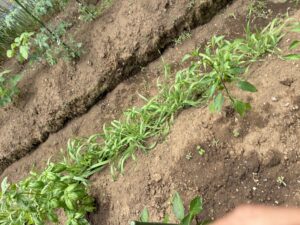 畝の端に植えた緑肥用の「大麦」